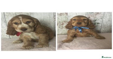 Cocker Spaniel dogs - Advert 13