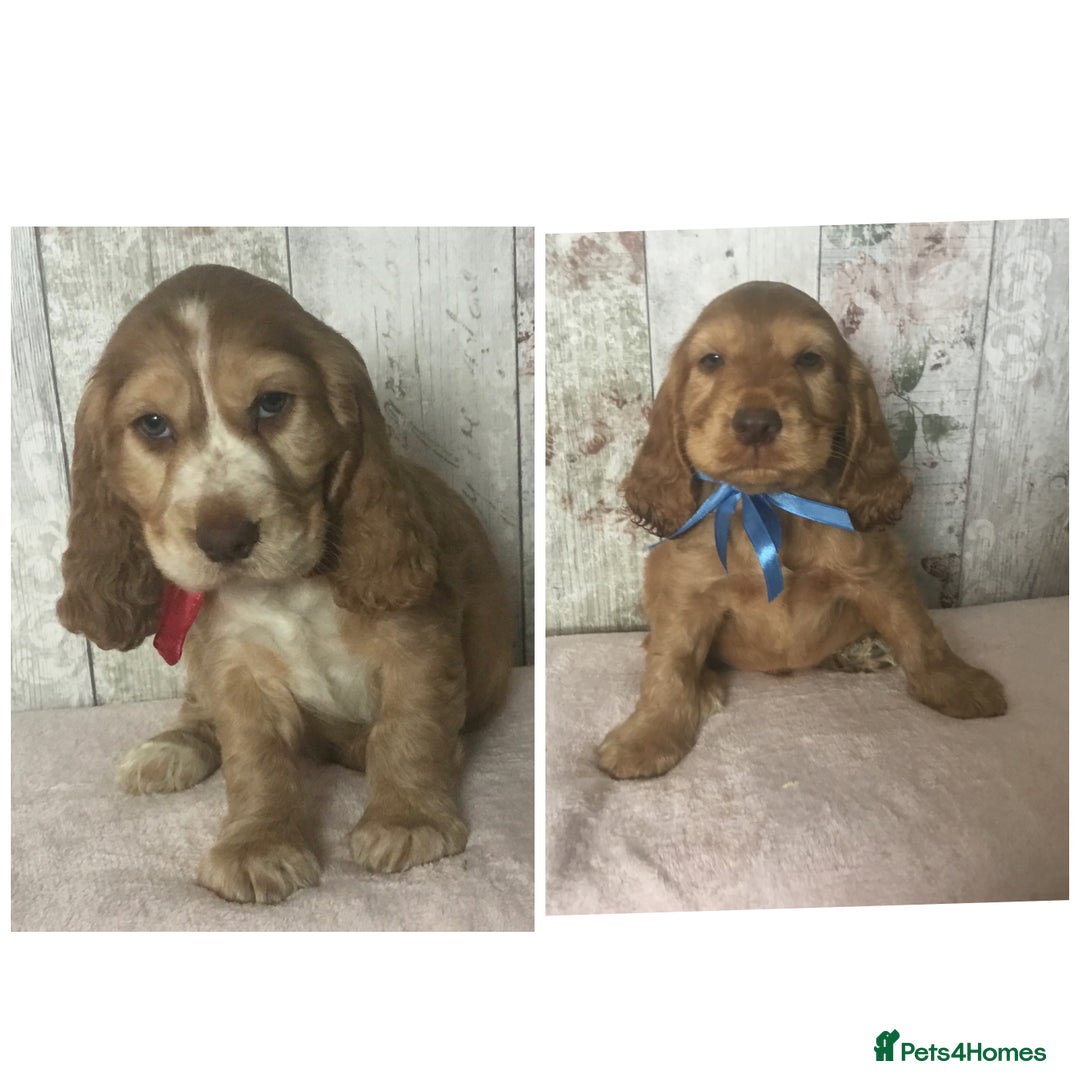 Cocker Spaniel dogs for sale: Adorable Kc reg Cocker pups - Image 3