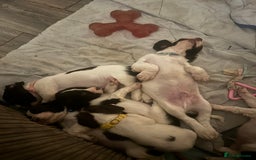 English Springer Spaniel dogs for sale: Springer spaniel pups READY NEXT WEEK - Advert 4