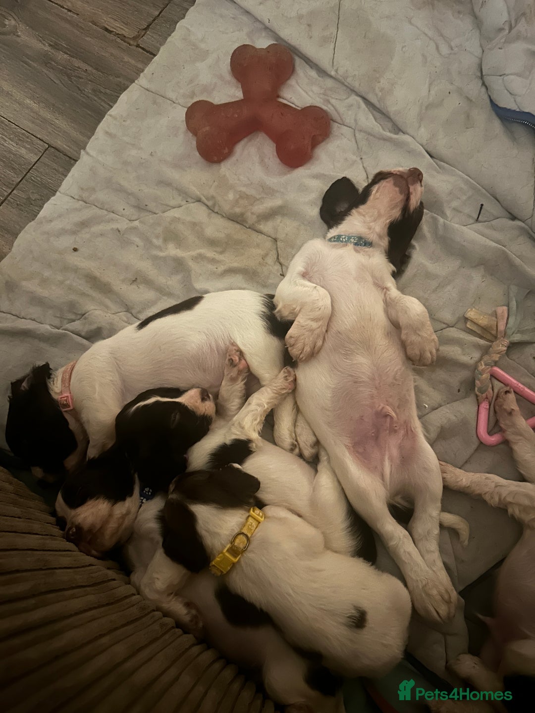 English Springer Spaniel dogs for sale: Springer spaniel pups READY NEXT WEEK - Advert 4