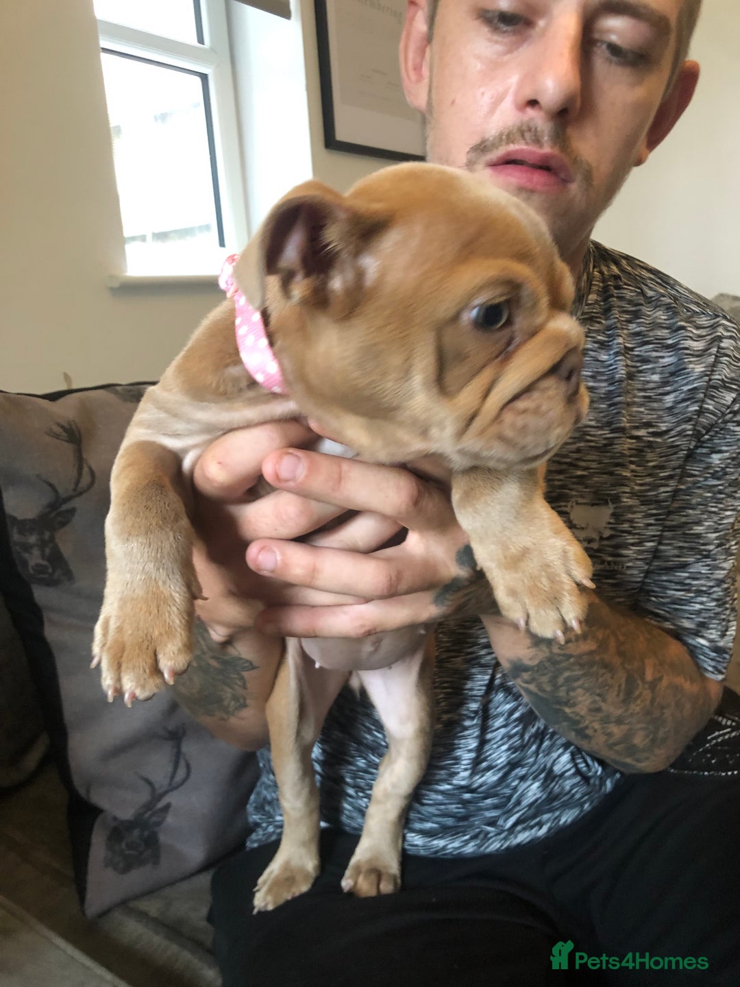 English Bulldog dogs for sale: 💕Stunning English bulldog💕 - Image 2