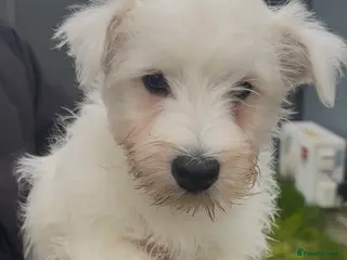 West Highland Terrier dogs Beautiful westie male available - Advert 15