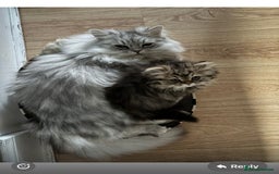 Persian cats for sale: Beautiful loving Persian Boy - Image 10