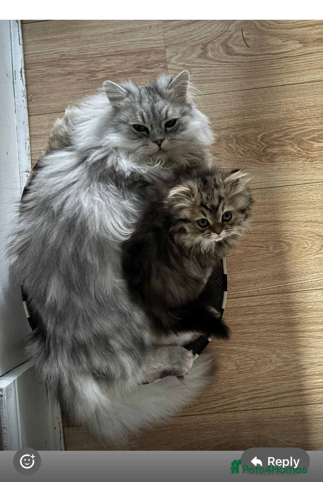 Persian cats for sale: Beautiful loving Persian Boy - Image 10