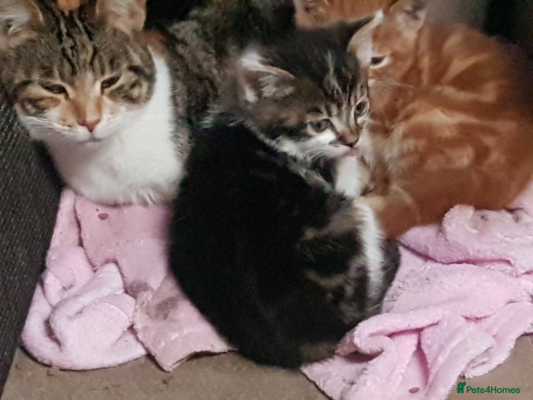 Mixed Breed cats for sale: Gorgeous friendly playful kittens  - Advert 2