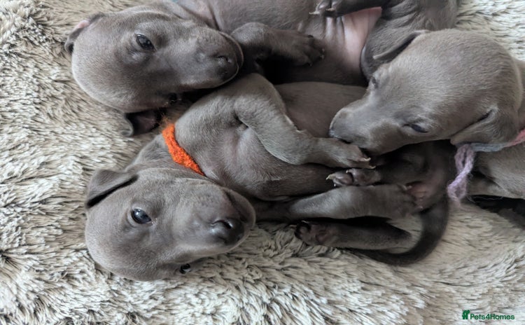 Italian Greyhound dogs - Advert 2