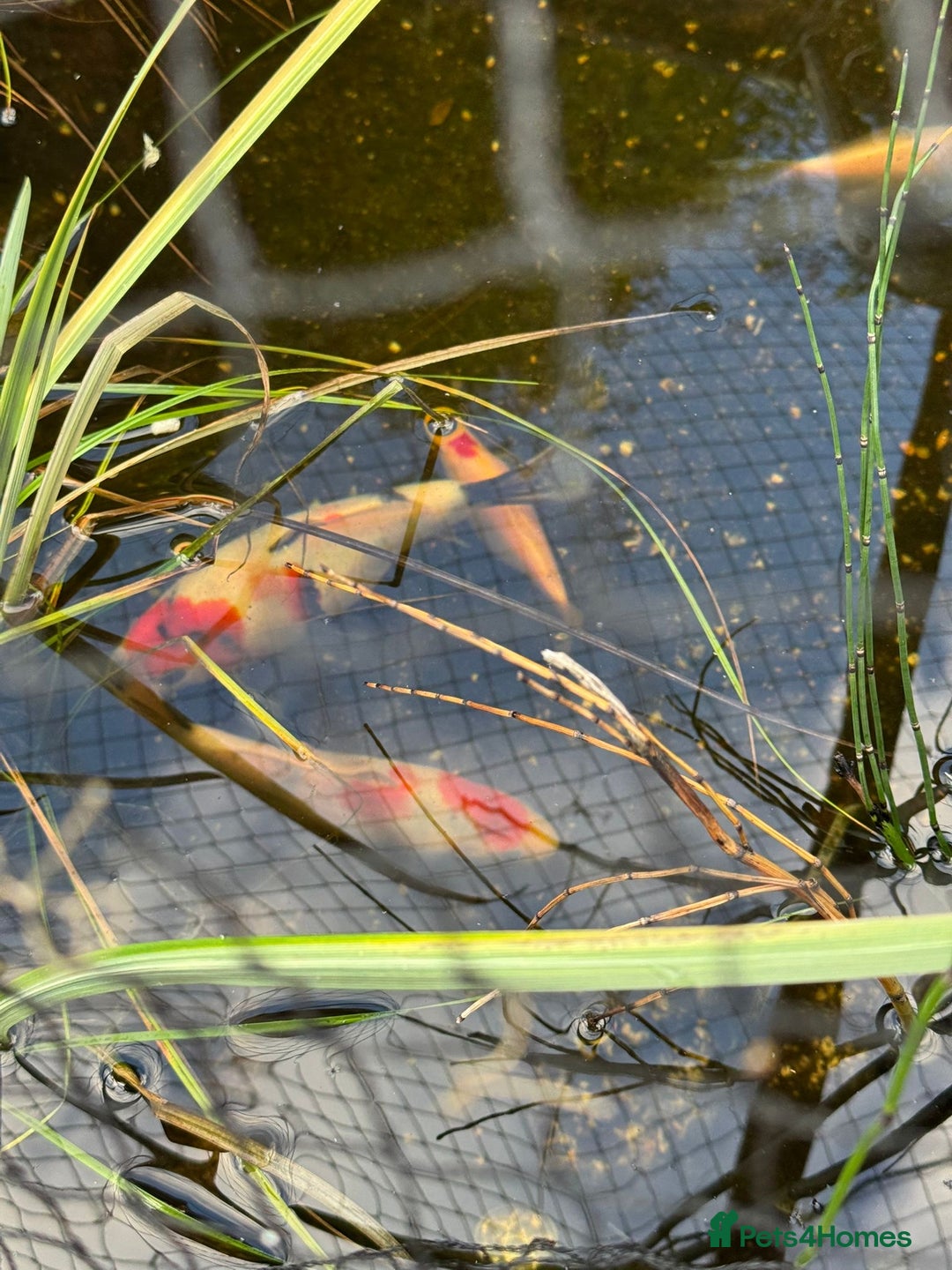 Koi Carp fish for sale: 2 koi and 3 goldfish  - Advert 3