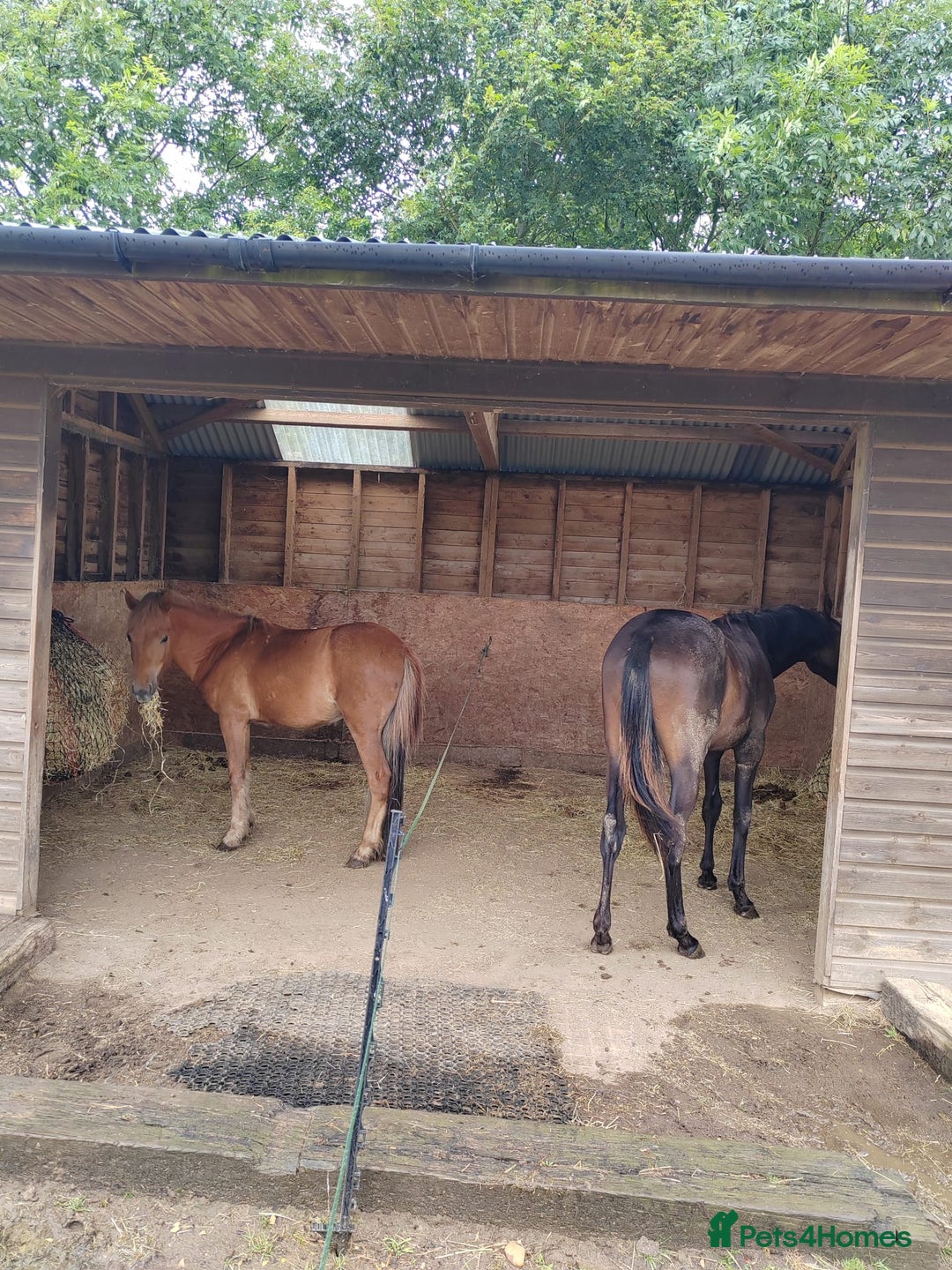 Dartmoor horses for sale: Gorgeous super friendly Dartmoor Pony - Advert 7