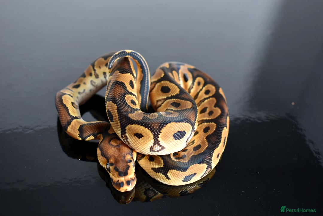 Python Snake reptiles for sale: Amazing baby ball pythons - Advert 23