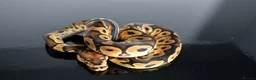 Python Snake reptiles for sale: Amazing baby ball pythons - Advert 23