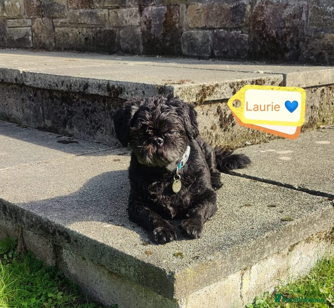 Shih Tzu dogs for adoption: 💙🐶 LAURIE - a gentle 6-7 yo Shih Tzu boy🐶💙 - Image 6