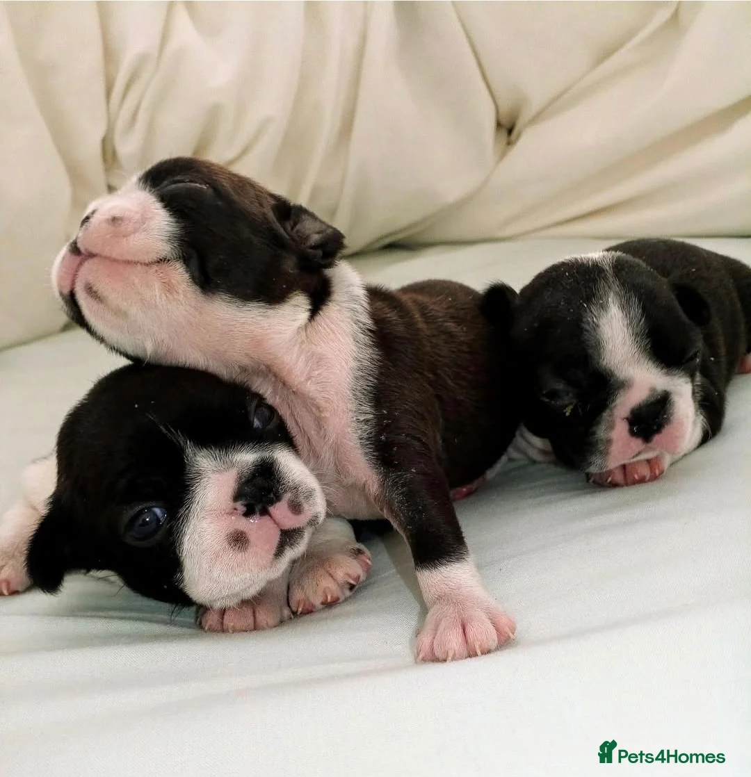 Boston Terrier dogs for stud: BOSTON TERRIER STUD in Lytham Saint Annes - Advert 13