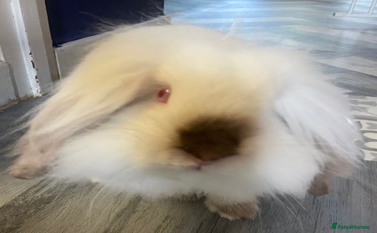 Mini Lion Lop rabbits - Advert 1