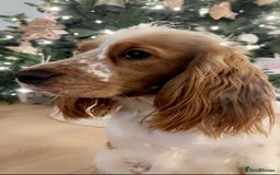 Cocker Spaniel dogs for sale: Top class cocker spaniel puppies  - Image 17