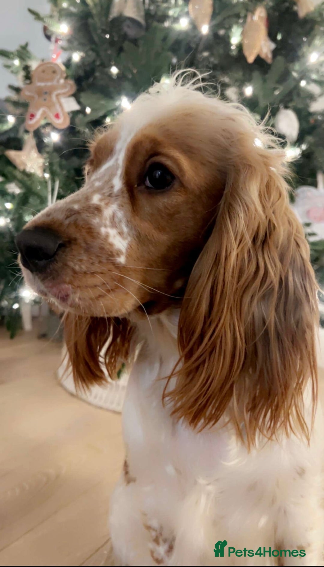 Cocker Spaniel dogs for sale: Top class cocker spaniel puppies  - Image 17