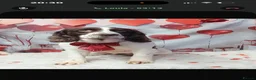 English Springer Spaniel dogs for sale: Springer spaniel  - Advert 3