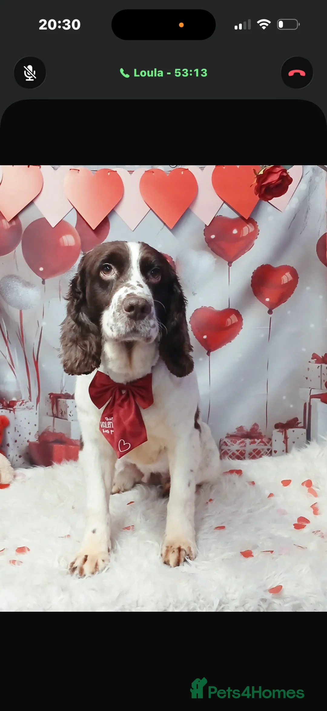 English Springer Spaniel dogs for sale: Springer spaniel  - Advert 3