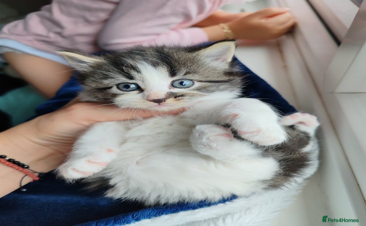 Mixed Breed cats - Advert 4