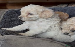 Poochon dogs for sale: Seriously gorgeous farm reared tiny puppies  - Image 16