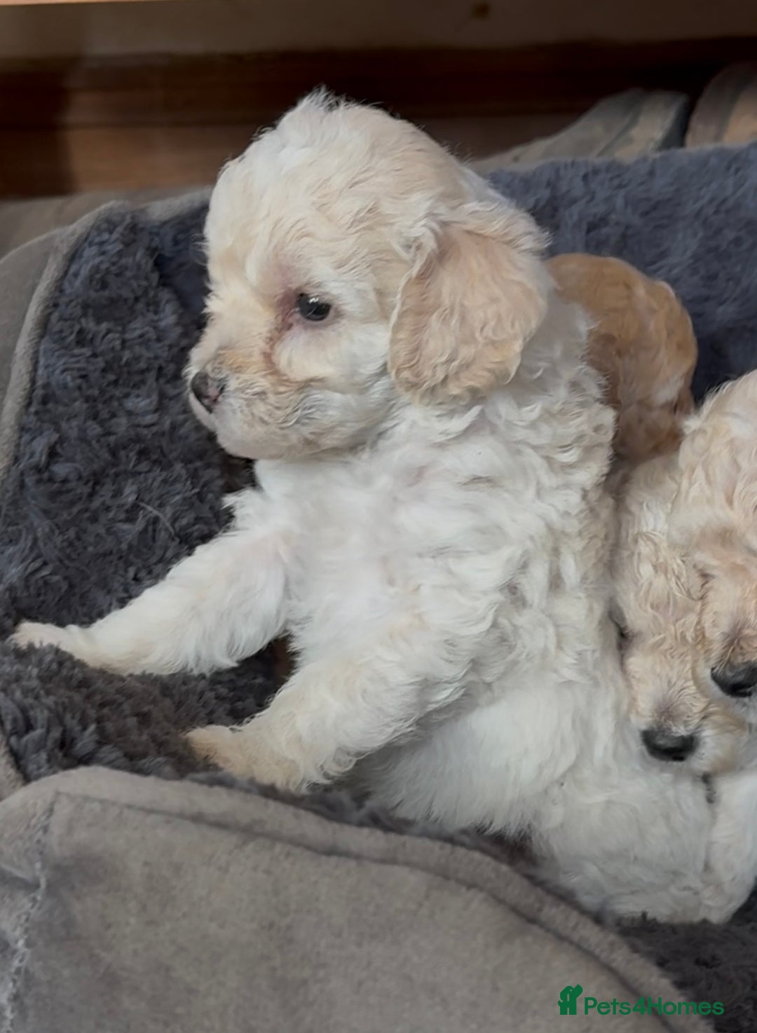 Poochon dogs for sale: Seriously gorgeous farm reared tiny puppies  - Image 16