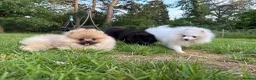 Pomeranian dogs for sale:  Teddy Bear Pomeranian Puppies - Advert 19