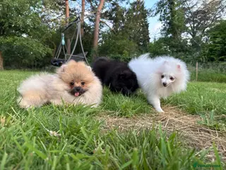 Pomeranian dogs Teddy Bear Pomeranian Puppies - Advert 2