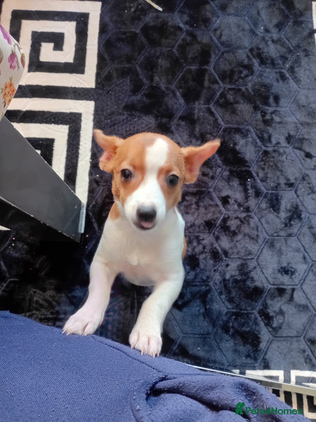 Chihuahua dogs for sale: mini chihuahua - Advert 2