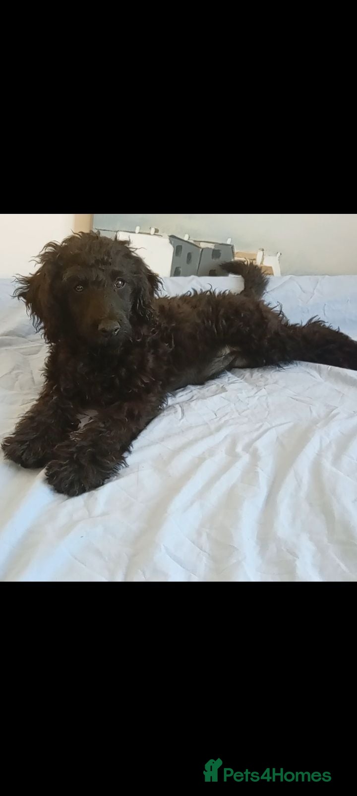 Mini Goldendoodle dogs Big REDUCTION Goldendoodles - Advert 1