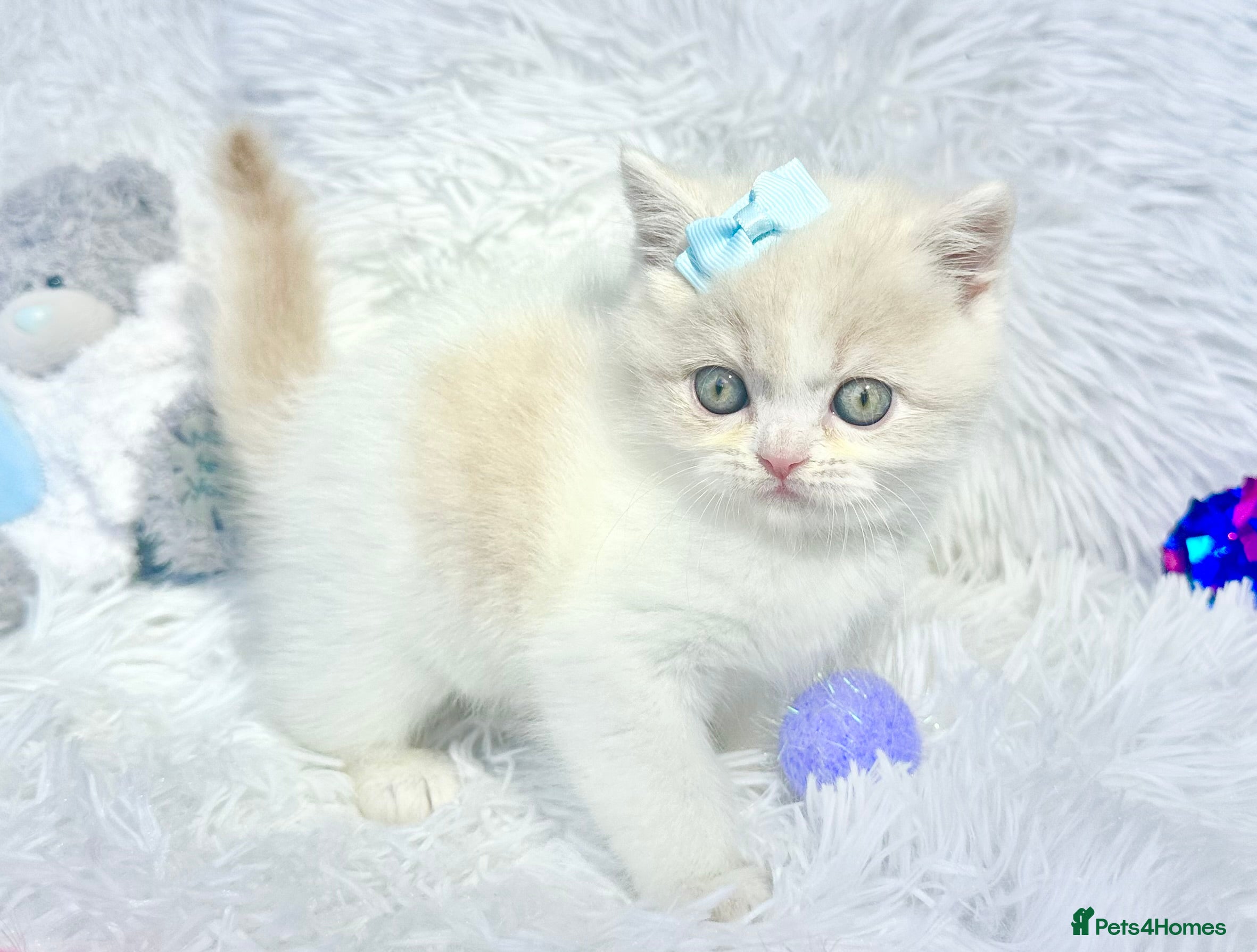 British Shorthair cats ⭐️ British Shorthair & Longhaired Kittens⭐️  - Advert 18