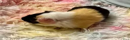 Guinea Pig rodents for sale: Guinea Pig - Young Male - Advert 2