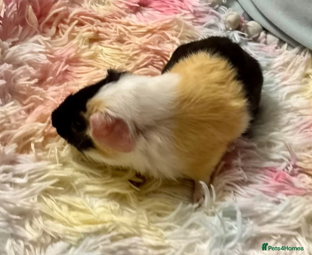 Guinea Pig rodents for sale: Guinea Pig - Young Male - Advert 2