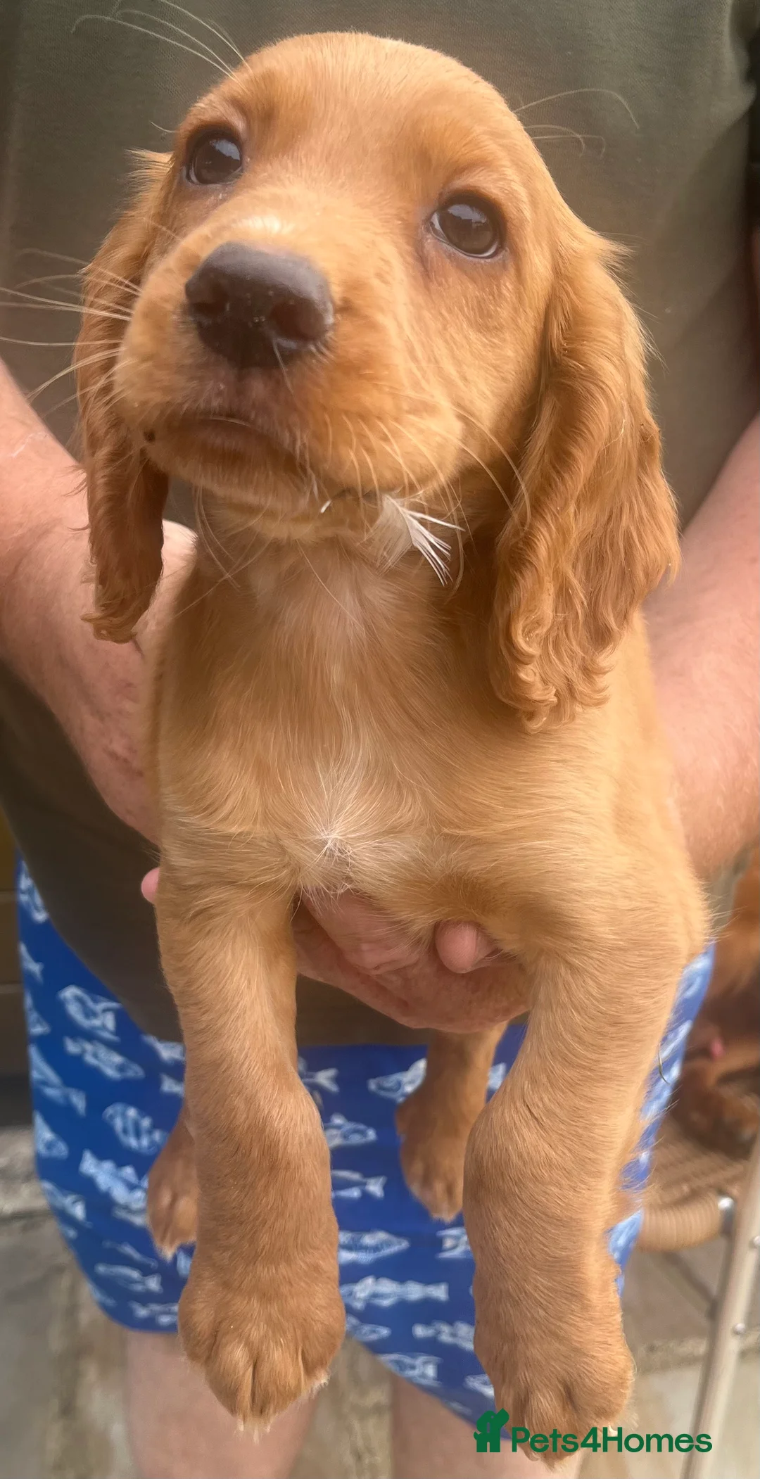 Cocker Spaniel dogs for sale: Beautiful Golden Cocker Spaniel Puppies  - Advert 2