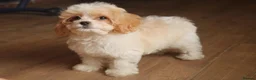 Cavapoochon dogs for sale: Extensively Health tested Ready to leave now 💕 - Advert 1