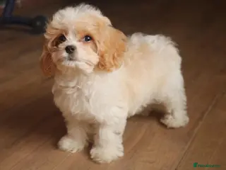 Cavapoochon dogs Extensively Health tested Ready to leave now 💕 - Advert 4