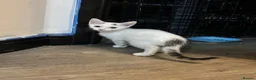 British Shorthair cats for sale: Kittens for sale in Telford - Advert 3