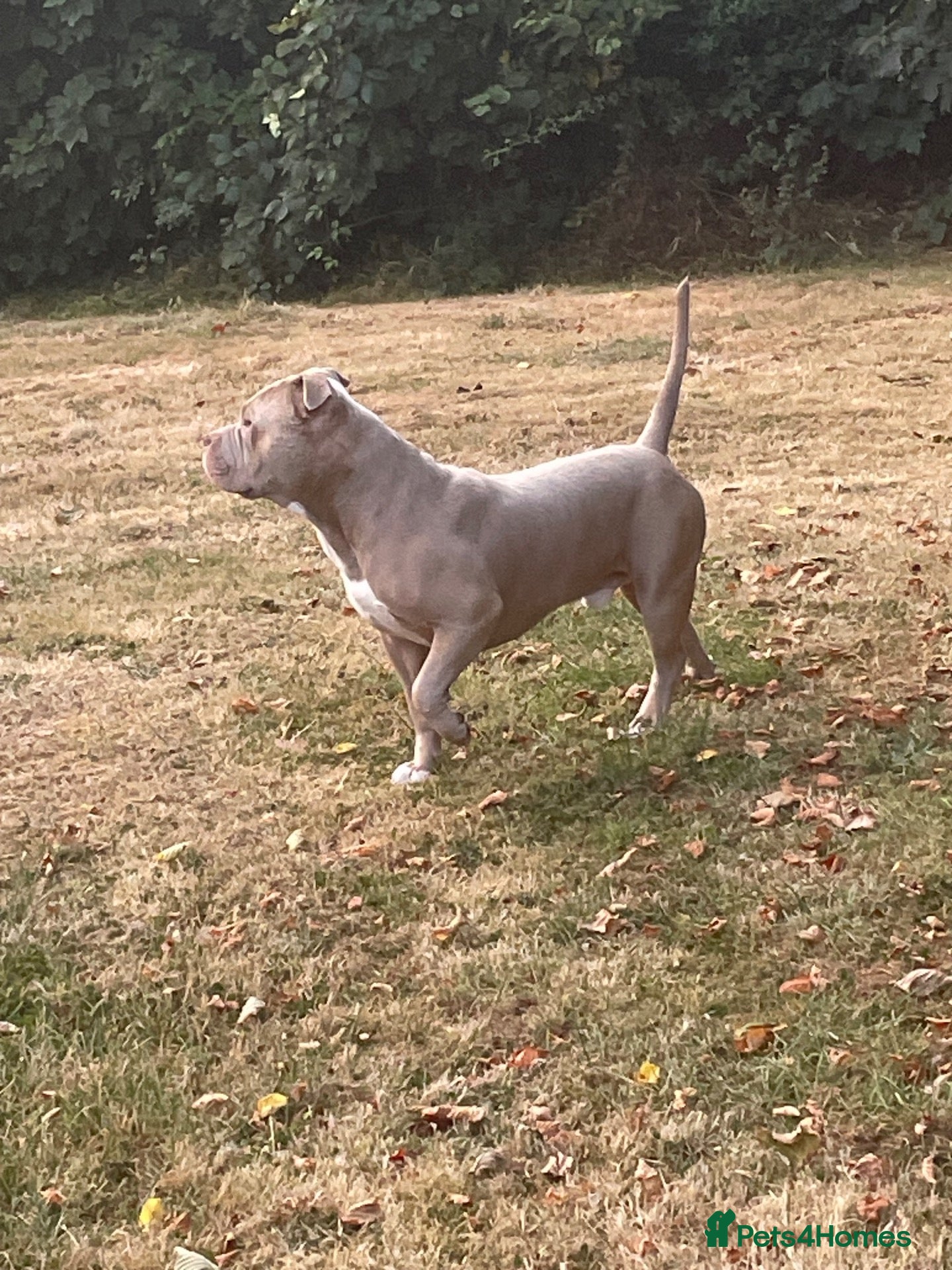 American Bully dogs American Bully for stud - Advert 3