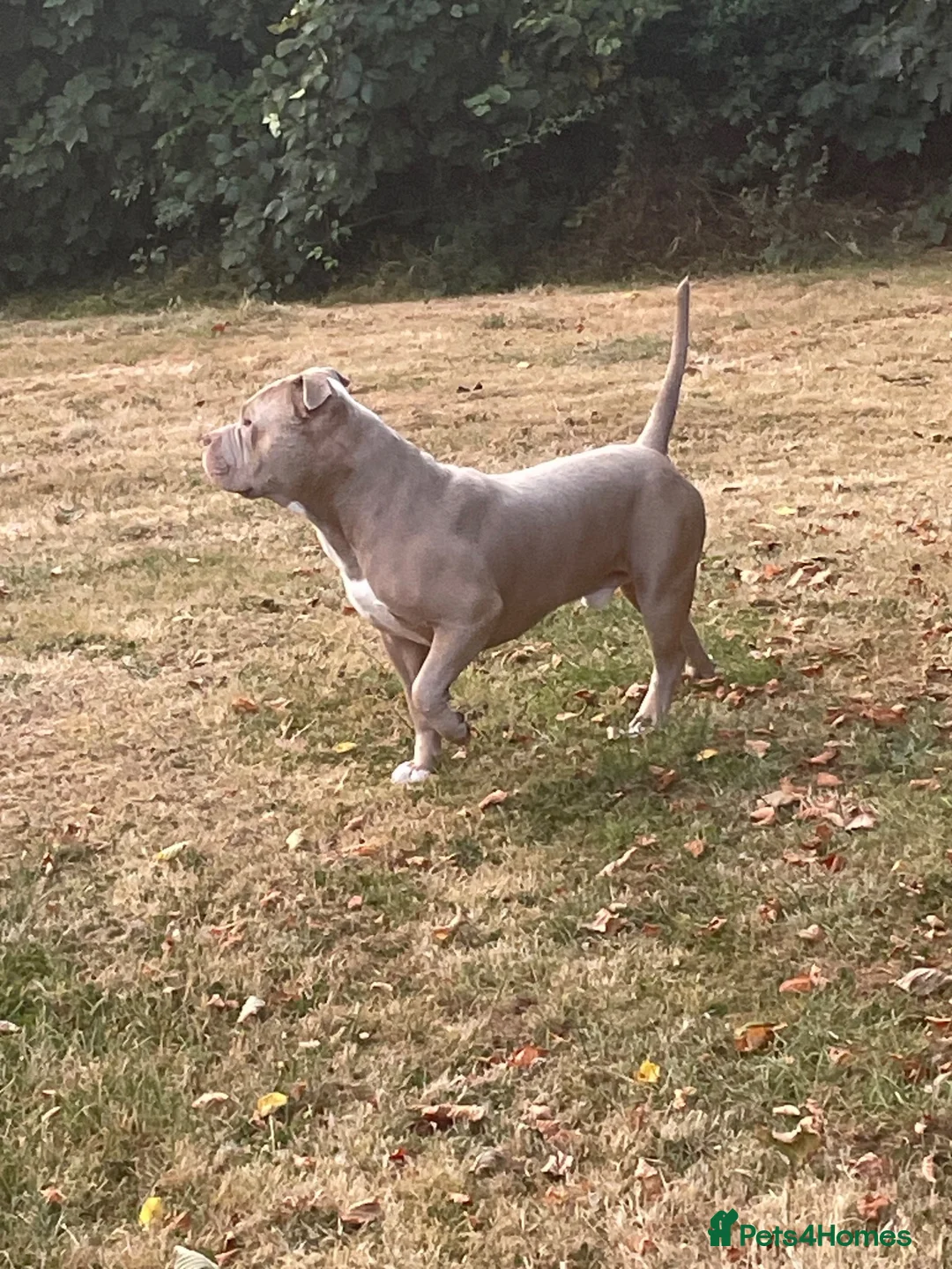 American Bully dogs for stud: American Bully for stud in Llanwrda - Advert 1