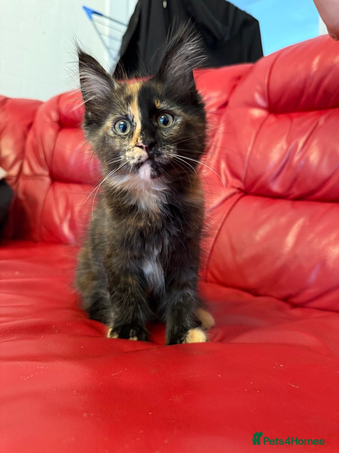 Maine Coon cats for sale: 3 LEFT NOW Purebred Maine Coon Kittens Blackburn - Image 8