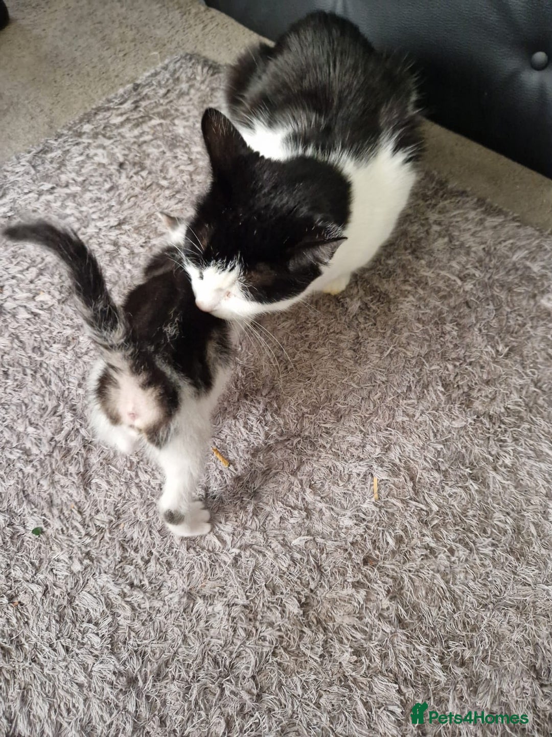 Siamese cats for sale: Loving, Energetic Mixed Siamese kittens for homes - Advert 6