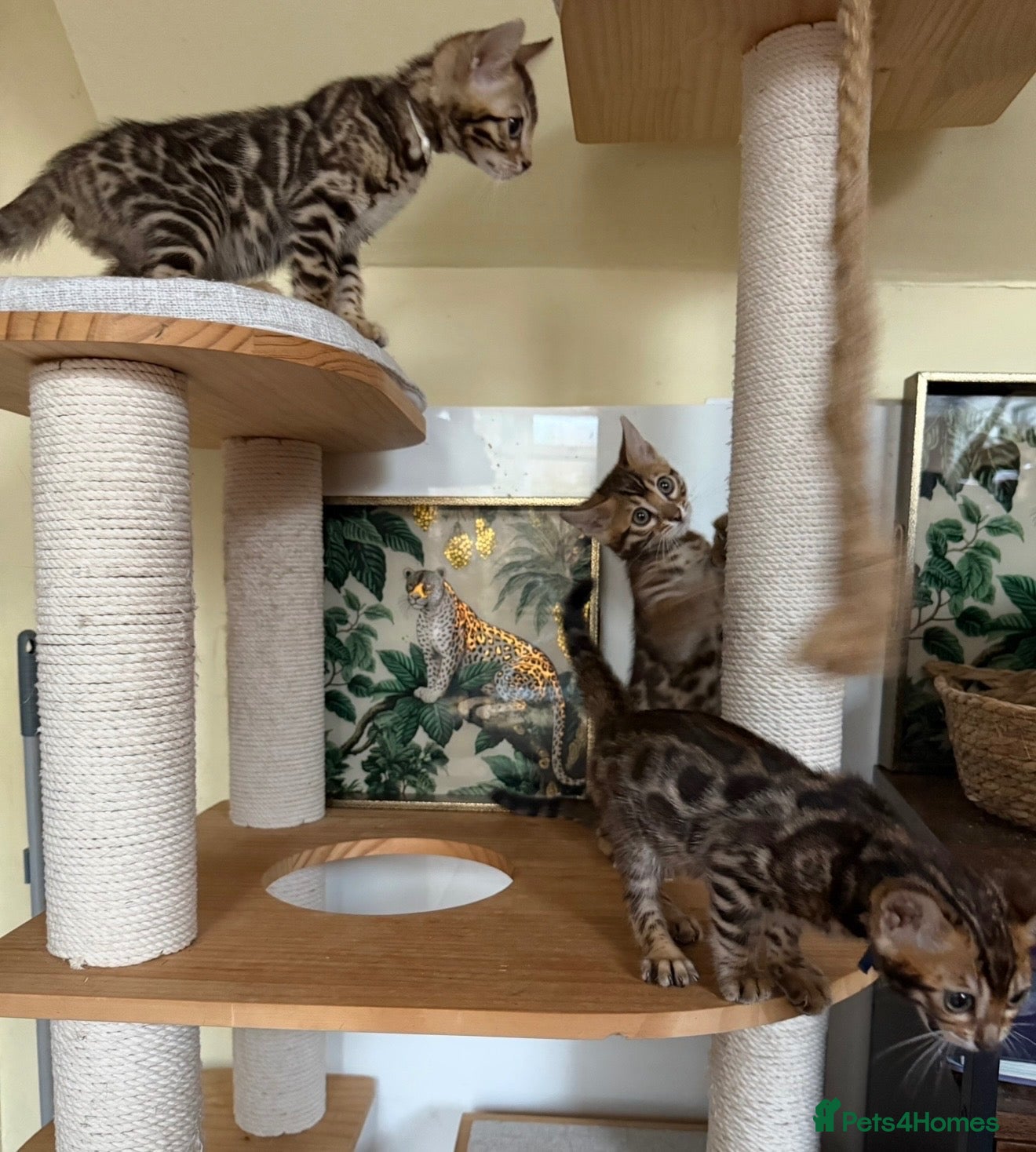Bengal cats Stunning 🔥 Super friendly TICA Bengal Kittens - Advert 3