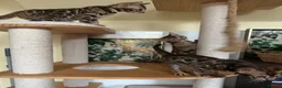 Bengal cats for sale: Rare Brown Charcoal  💙 TICA Bengal Kittens in Deal - Advert 11