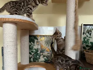 Bengal cats Stunning 🔥 Super friendly TICA Bengal Kittens - Advert 3