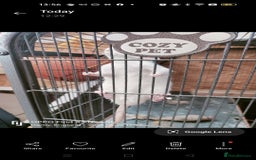 Rat rodents for sale: Dumbo rex Rats - Image 6