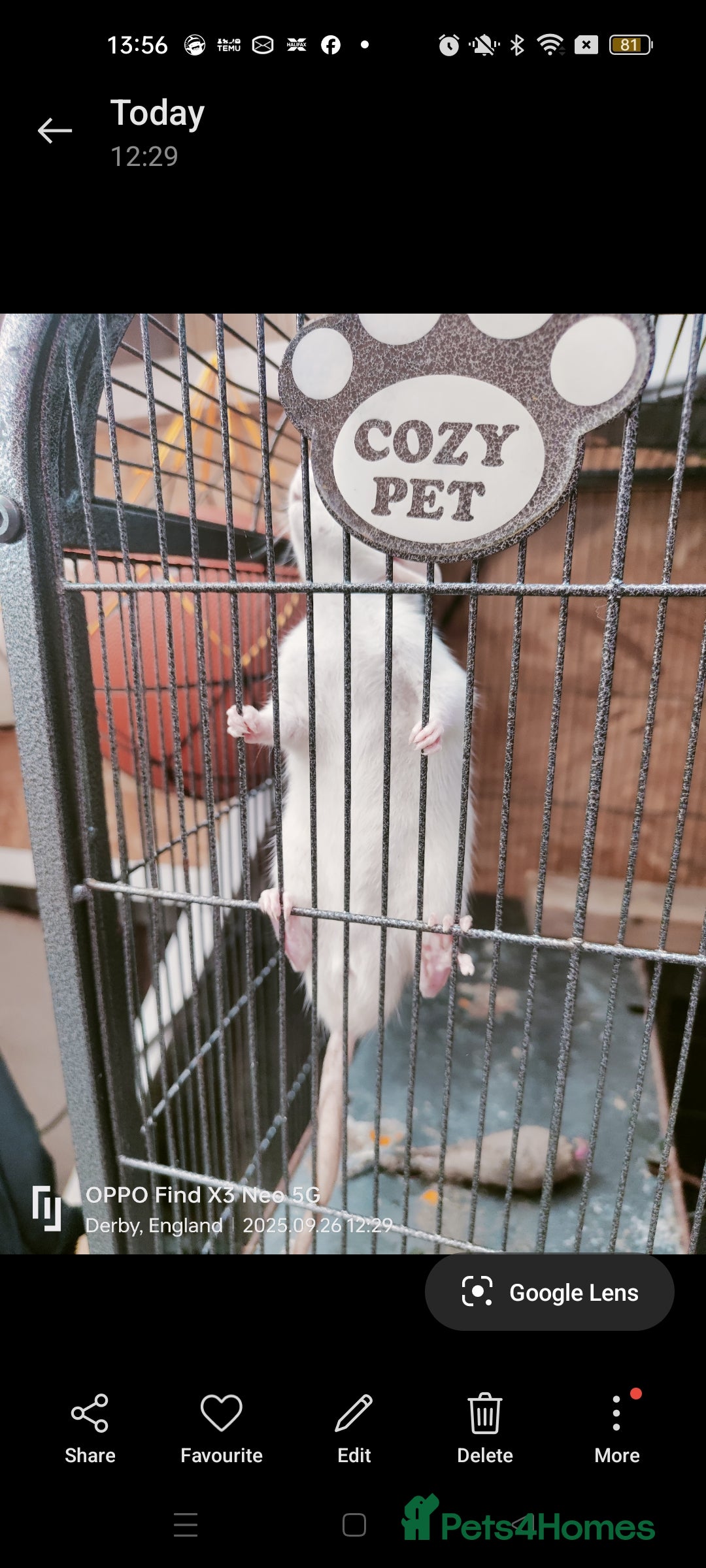 Rat rodents for sale: Dumbo rex Rats - Image 6