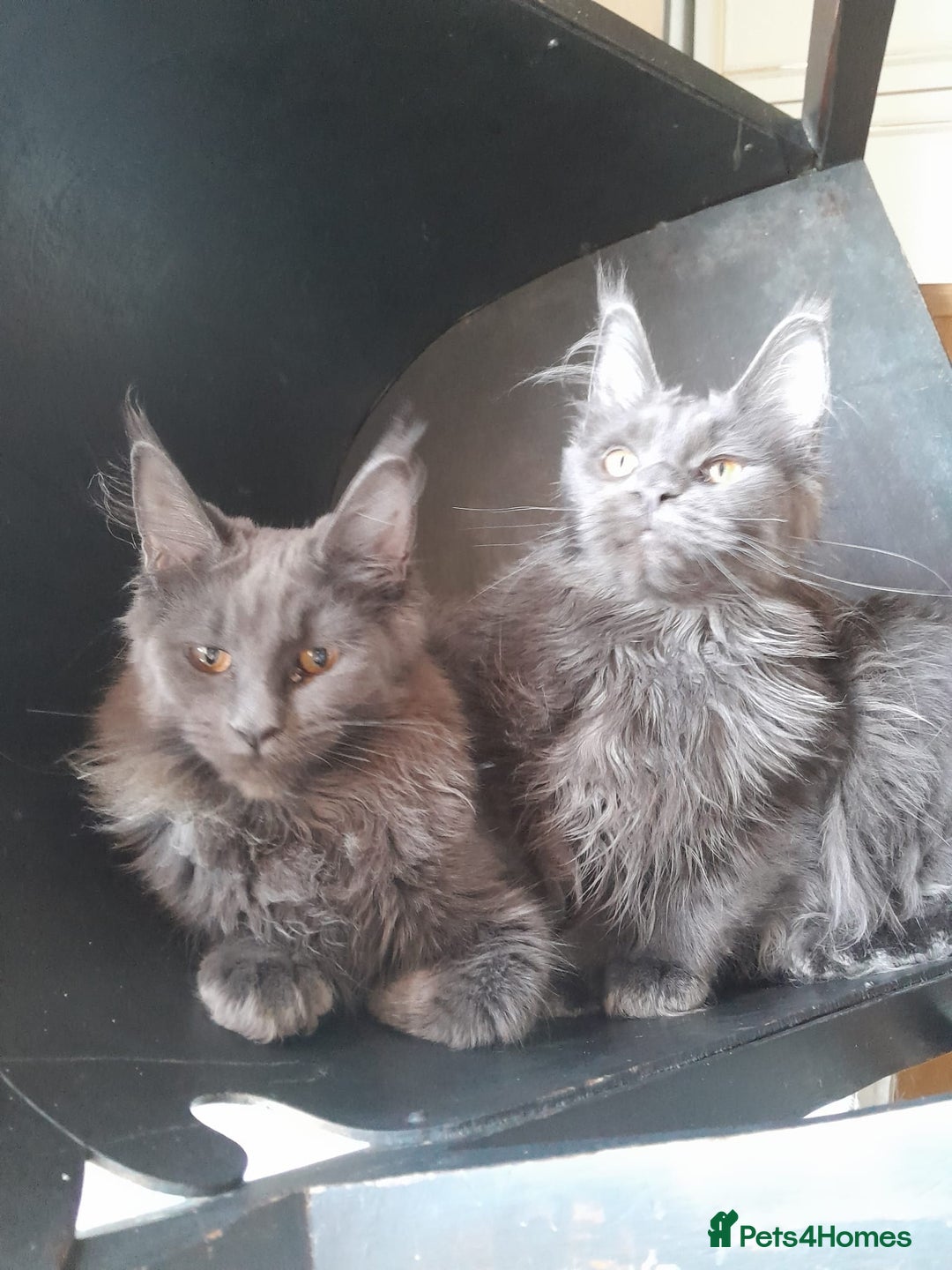 Maine Coon cats for sale: 2 solid blue MaineCoon girls TICA - Advert 8