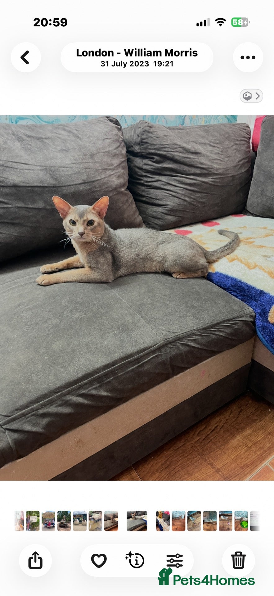 Abyssinian cats Blue Abyssinian Boy looking for a New home  - Advert 4
