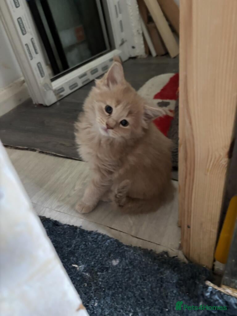 Maine Coon cats Full pedigree maine coon kittens  - Advert 2