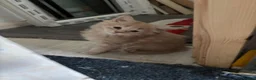 Maine Coon cats for sale: Fluffy, friendly pedigree maine coon kittens  - Advert 21