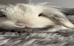 Mini Lop rabbits for sale: Mini lop bunny - Image 4
