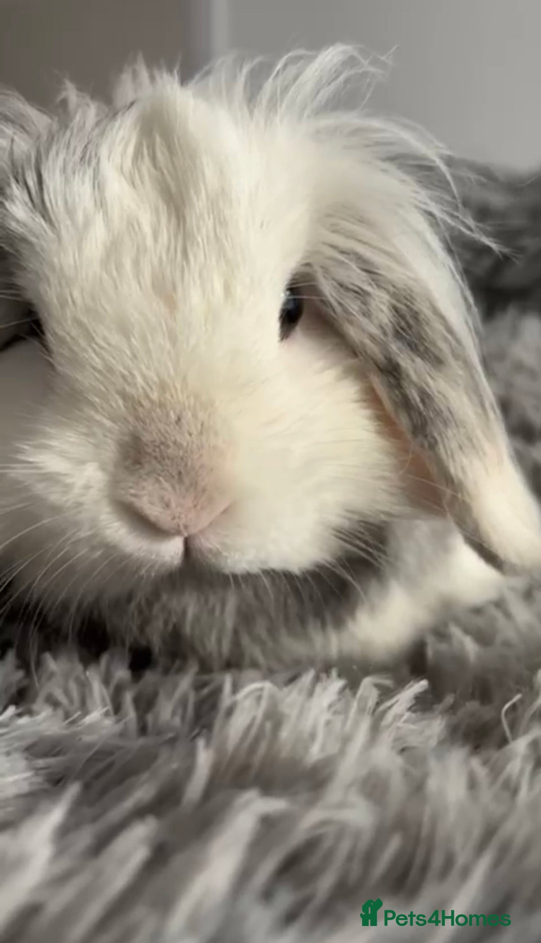 Mini Lop rabbits for sale: Mini lop bunny - Image 4